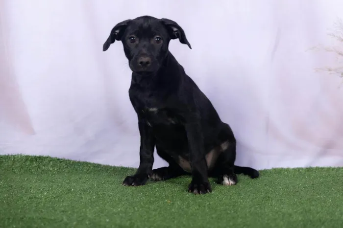 Cachorro ra a SRD-ViraLata idade 2 a 6 meses nome Lia