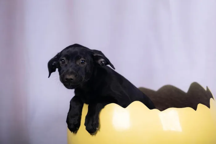 Cachorro ra a SRD-ViraLata idade 2 a 6 meses nome Lia