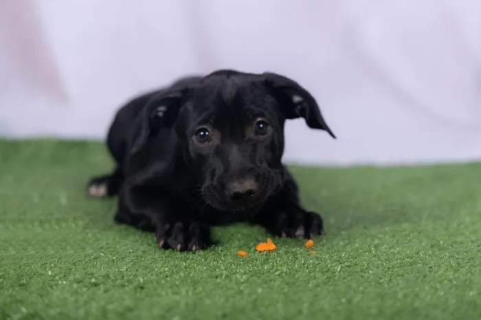 Cachorro ra a SRD-ViraLata idade 2 a 6 meses nome Lia
