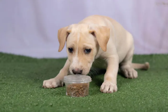 Cachorro ra a SRD-ViraLata idade 2 a 6 meses nome Liz