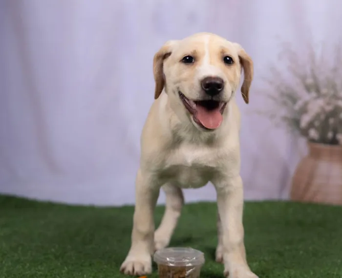 Cachorro ra a SRD-ViraLata idade 2 a 6 meses nome Liz