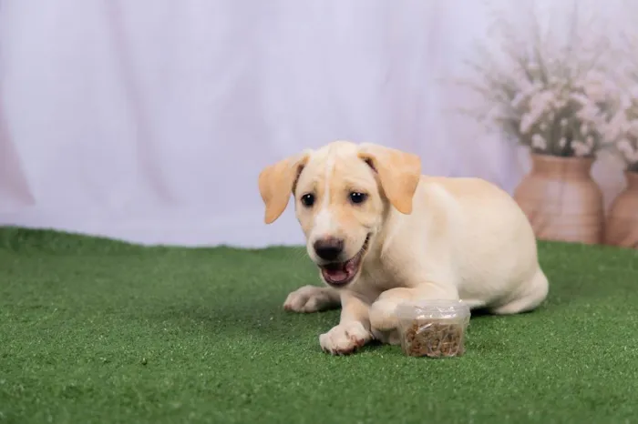 Cachorro ra a SRD-ViraLata idade 2 a 6 meses nome Liz