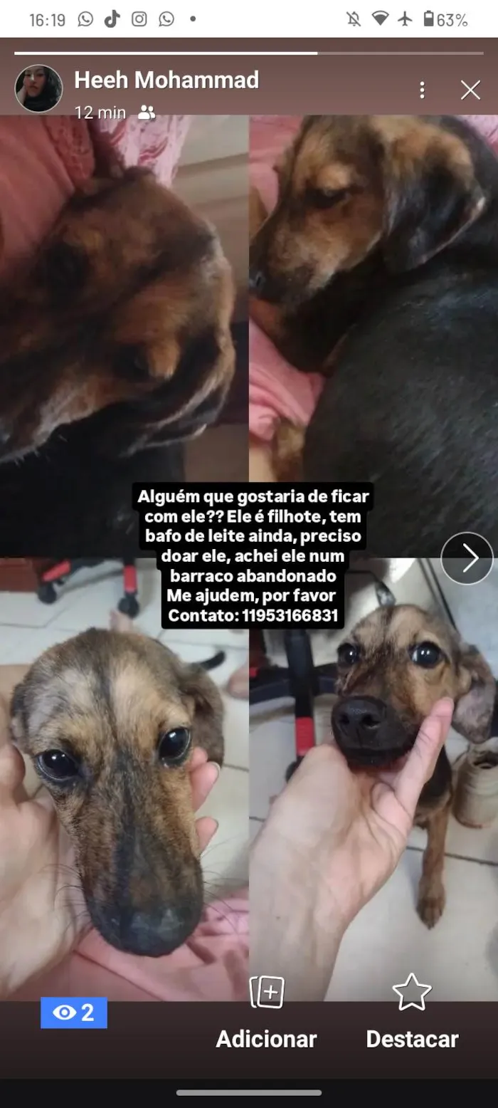 Cachorro ra a SRD-ViraLata idade 2 a 6 meses nome HEYAM NOWROOZ MOHAMMAD