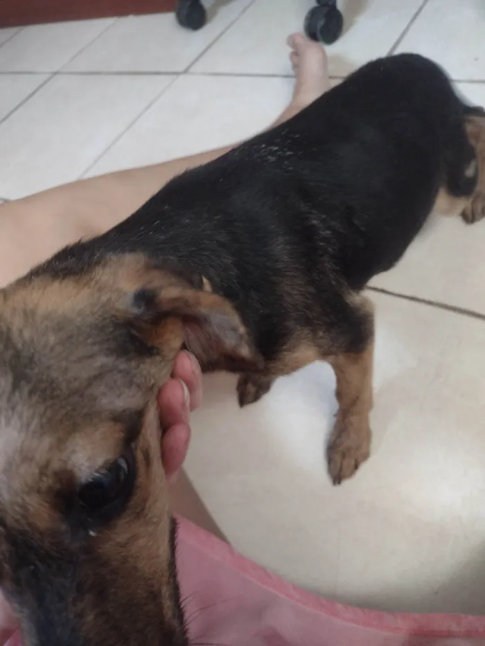Cachorro ra a SRD-ViraLata idade 2 a 6 meses nome HEYAM NOWROOZ MOHAMMAD