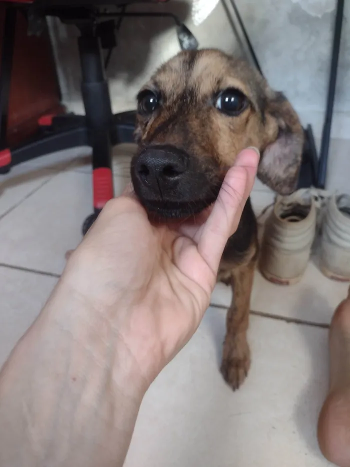 Cachorro ra a SRD-ViraLata idade 2 a 6 meses nome HEYAM NOWROOZ MOHAMMAD
