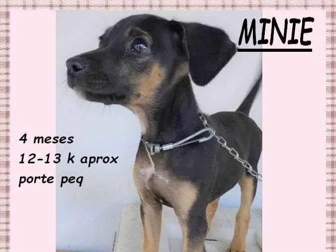 Cachorro ra a SRD-ViraLata idade 2 a 6 meses nome Minie