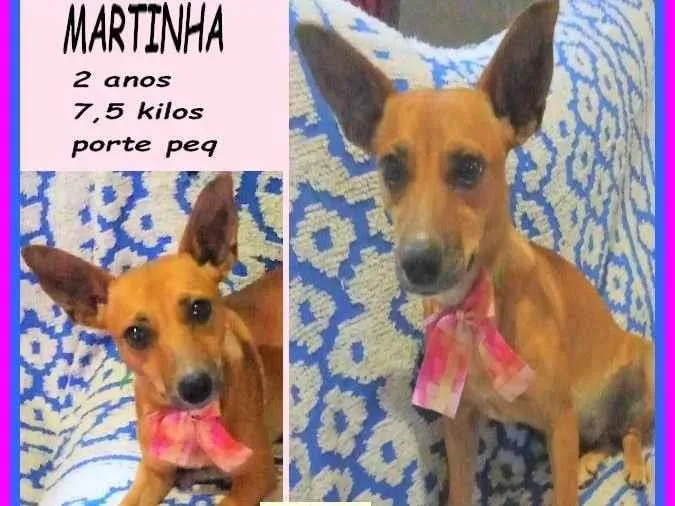 Cachorro ra a SRD-ViraLata idade 2 anos nome Martinha