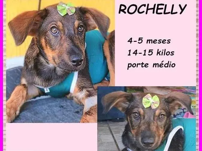Cachorro ra a SRD-ViraLata idade 2 a 6 meses nome Rochelly