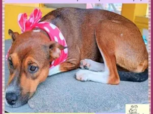 Cachorro raça SRD-ViraLata idade 1 ano nome Rebeca