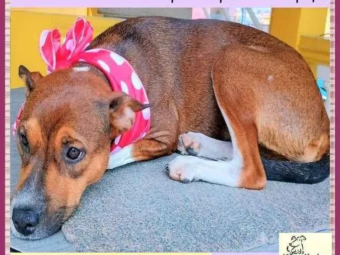 Cachorro ra a SRD-ViraLata idade 1 ano nome Rebeca