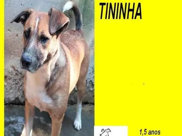 Cachorro ra a SRD-ViraLata idade 1 ano nome Tininha