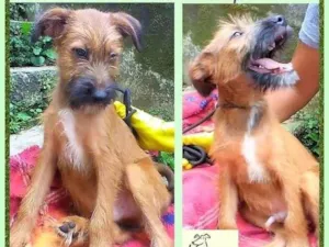 Cachorro raça SRD-ViraLata idade 2 a 6 meses nome Zezinho