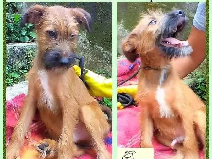 Cachorro ra a SRD-ViraLata idade 2 a 6 meses nome Zezinho
