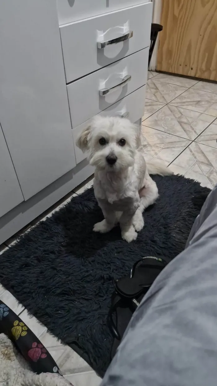 Cachorro ra a SRD-ViraLata idade 1 ano nome Judite 