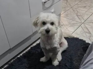 Cachorro raça SRD-ViraLata idade 1 ano nome Judite 