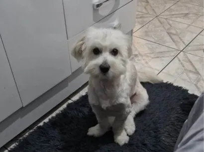 Cachorro raça SRD-ViraLata idade 1 ano nome Judite 