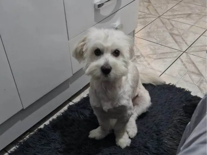 Cachorro ra a SRD-ViraLata idade 1 ano nome Judite 