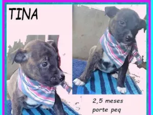 Cachorro raça SRD-ViraLata idade 2 a 6 meses nome Tina