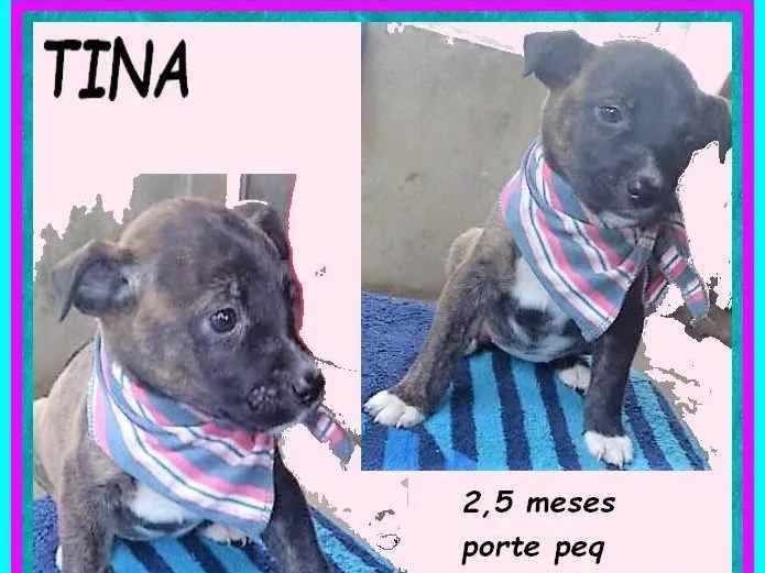 Cachorro ra a SRD-ViraLata idade 2 a 6 meses nome Tina