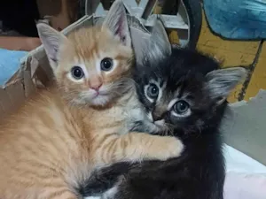 Gato raça Persa idade Abaixo de 2 meses nome Mix Persas adocao