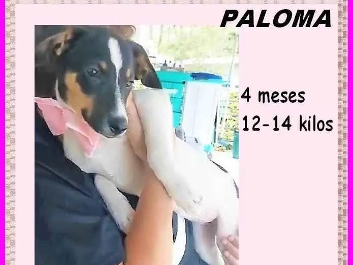 Cachorro ra a SRD-ViraLata idade 2 a 6 meses nome Paloma