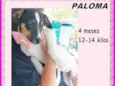 Paloma