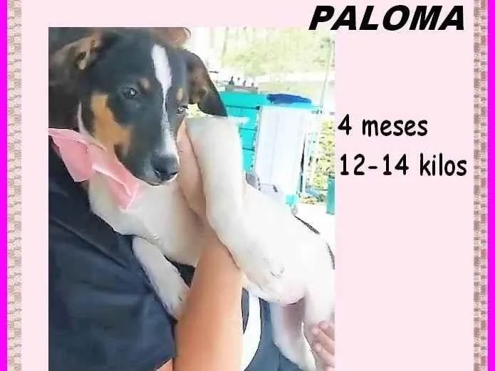 Cachorro ra a SRD-ViraLata idade 2 a 6 meses nome Paloma