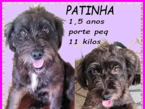 Cachorro raça SRD-ViraLata idade 1 ano nome Patinha