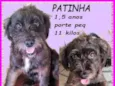 Patinha
