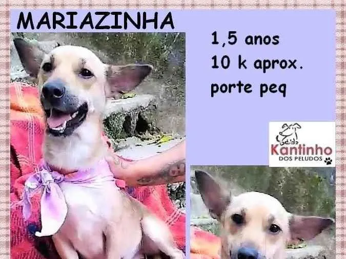 Cachorro ra a SRD-ViraLata idade 1 ano nome Mariazinha