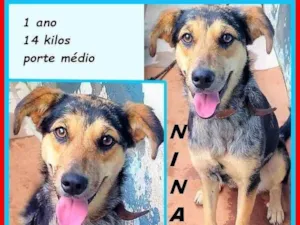 Cachorro raça SRD-ViraLata idade 1 ano nome Nina