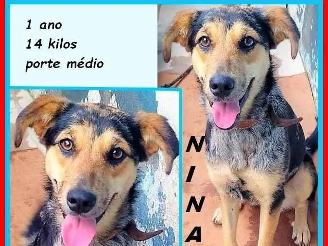 Cachorro ra a SRD-ViraLata idade 1 ano nome Nina