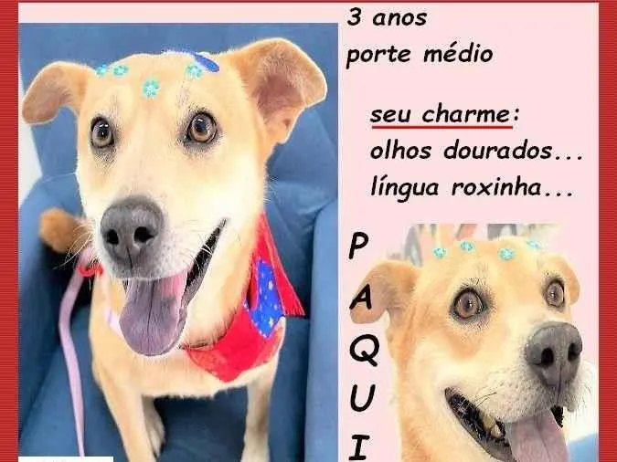 Cachorro ra a SRD-ViraLata idade 3 anos nome Paquita