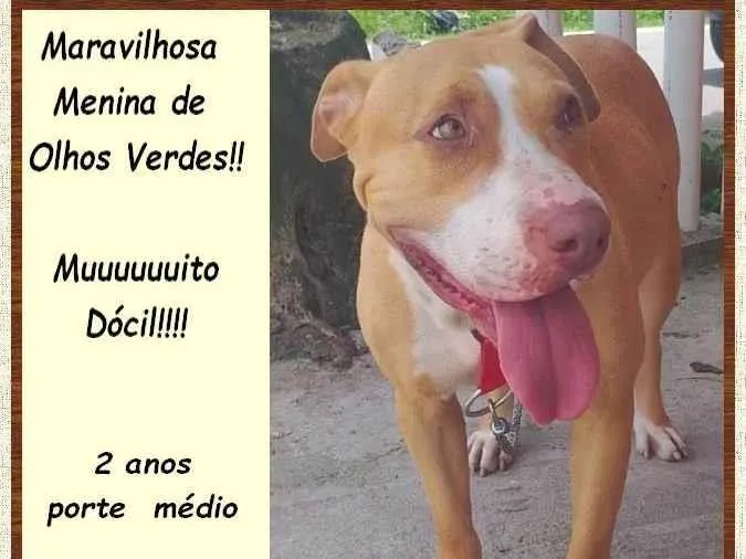 Cachorro ra a SRD-ViraLata idade 2 anos nome Maya