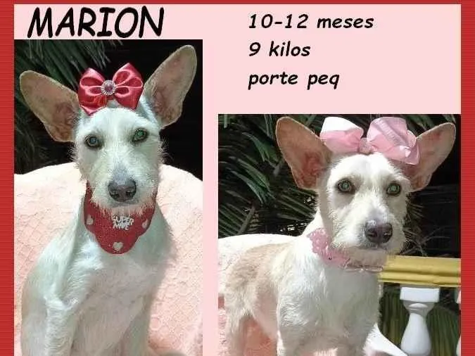 Cachorro ra a SRD-ViraLata idade 7 a 11 meses nome Marion