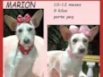 Marion