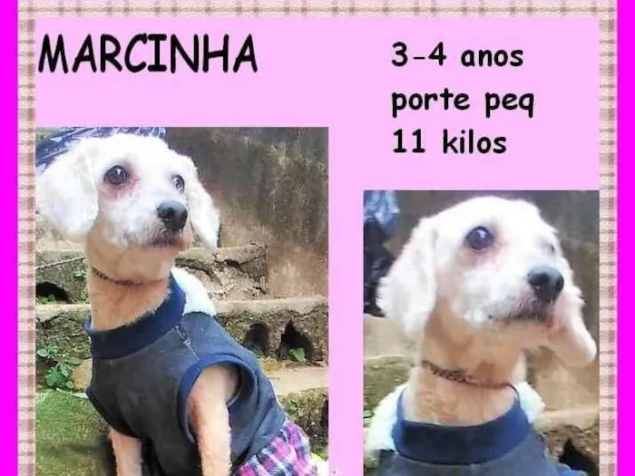 Cachorro ra a SRD-ViraLata idade 3 anos nome Marcinha