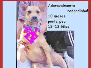 Cachorro raça SRD-ViraLata idade 7 a 11 meses nome Bolota