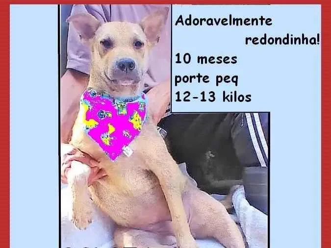 Cachorro ra a SRD-ViraLata idade 7 a 11 meses nome Bolota