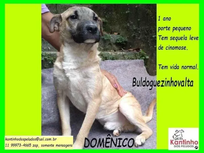 Cachorro ra a SRD-ViraLata idade 1 ano nome Domênico 