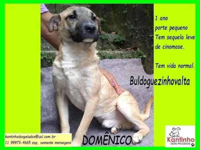 Cachorro ra a SRD-ViraLata idade 1 ano nome Domênico 