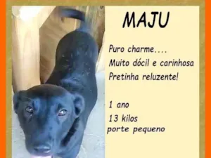 Cachorro raça SRD-ViraLata idade 1 ano nome Maju