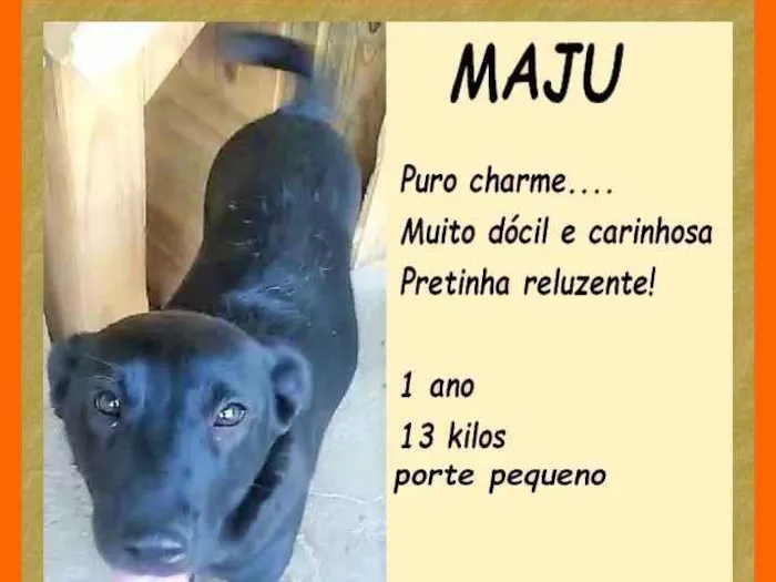 Cachorro ra a SRD-ViraLata idade 1 ano nome Maju