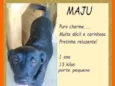 Maju