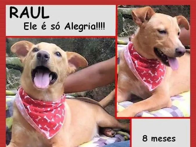 Cachorro ra a SRD-ViraLata idade 7 a 11 meses nome Raul