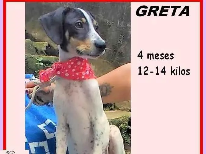 Cachorro ra a SRD-ViraLata idade 2 a 6 meses nome Greta