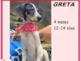 Greta