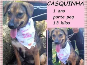 Cachorro raça SRD-ViraLata idade 1 ano nome Casquinha