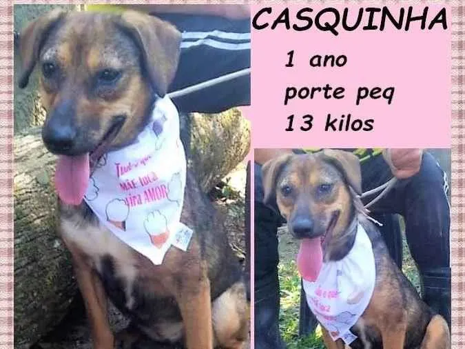 Cachorro ra a SRD-ViraLata idade 1 ano nome Casquinha
