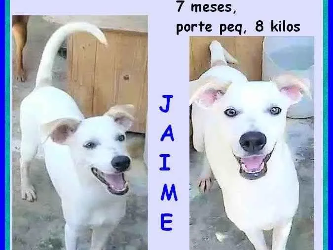 Cachorro ra a SRD-ViraLata idade 7 a 11 meses nome Jaime